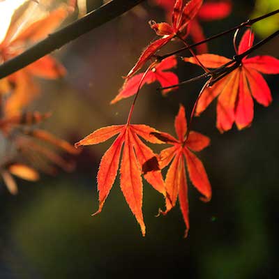 题叶头像